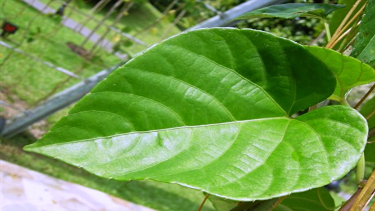 Regula Glicose, Pressão, Dor nas Pernas e Coluna #Remédio Caseiro 💖MARILENE SARAH FIALHO