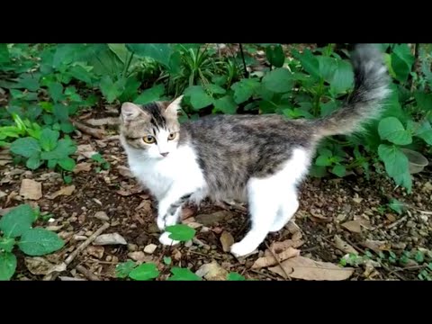 A Limping Cat Abandoned By Its Owner
