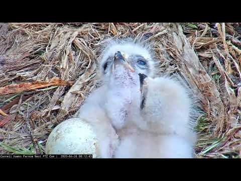 Up-Close Look At Red-tailed Hawk Hatchlings "J1" And "J2" – April 26, 2020