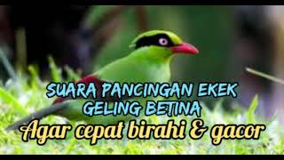 Download lagu suara pancingan ekek keling betina agar cepat gacor mp3 Download lagu suara pancingan ekek keling betina agar cepat gacor mp3