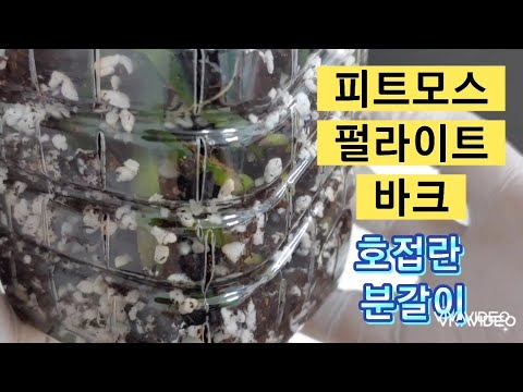 , title : '호접란을 피트모스 1: 펄라이트 1: 바크 1 로 혼합한 식재로 심는방법. How to plant Phalaenopsis with peatmoss perlite bark.'