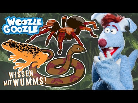 Achtung gefährlich: Diesen Tieren wollt ihr lieber nicht begegnen! l WOOZLE GOOZLE