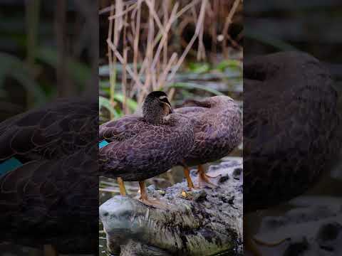 I stepped on a crocodile😈 #duck #crocodile #animalphotography #fuji #fujifilm #djiosmo #dji