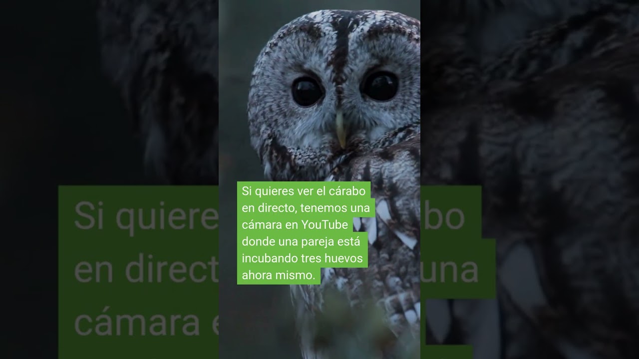 💚Esos ojos son únicos