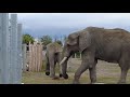 Big Elephant Making Poop