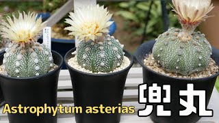 Astrophytum asterias 兜丸 [サボテンの品種紹介 Variety of succulents introduction]