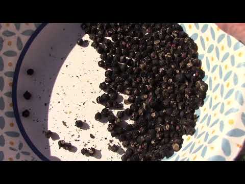 Vertical Gardening 12 Vegetables That Can Be Grown On A Trellis