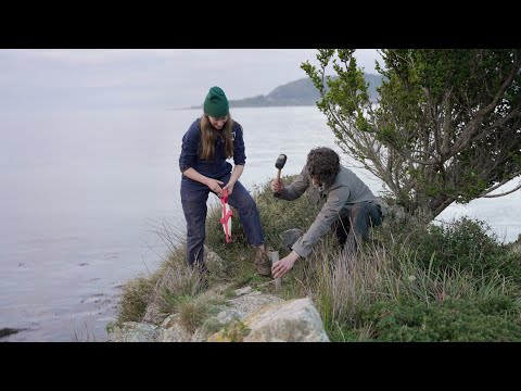 Building a map of Earth's mycorrhizal fungal networks
