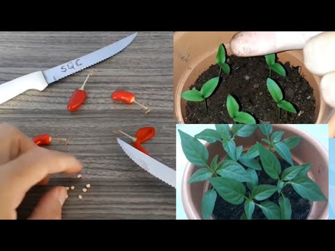 , title : 'Como plantar pimenta! Como fazer muda de pimenta. Como plantar semente de pimenta. Muda E cultivar'