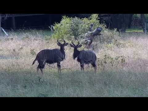 Djuma: Two Nyala bulls sparring - 15:37 - 04/02/2022