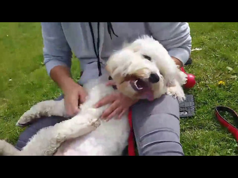 All Weather Walkies London video.