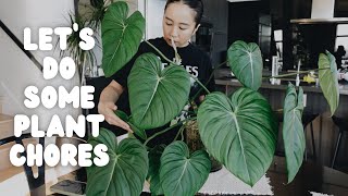 do some saturday plant chores w/ me! watering, fertilizing & moving anthurium out of a greenhouse 🪴