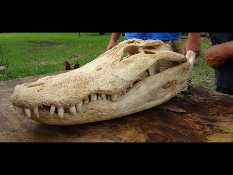 Digging up the Gator Skull!
