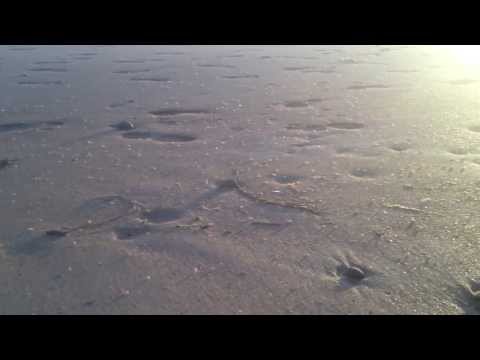 Billions of Sand Hoppers on Strandhill Beach, Sligo, Ireland, 17th June 2012
