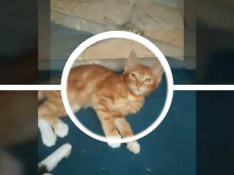 Tyoula et fingos. Amira cats