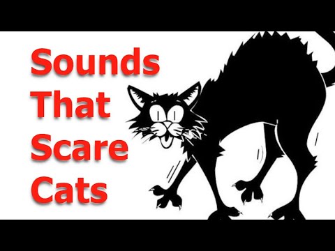 Make your Cat or Dog Go Crazy,   ~ Sounds Cats Hate All Time