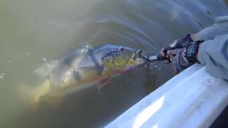 preview picture of video 'Pesca de Tucunare Luis Fregando 25 lbrs Enero 2014 Rio Bita Puerto Carreño Parte 4'