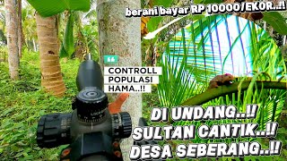 Download lagu SQUIRREL HUNTING ‼️ INVITED BY A BEAUTIFUL SULTAN FROM THE VILLAGE OPPOSITE.. mp3