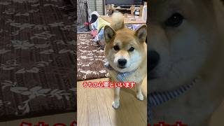 朝のお勤め、そして見送り、ありがとやで、心亜さん。お父ちゃん、頑張れるわ。　#柴犬 #柴犬のいる暮らし #cute #癒し #かわいい犬 #shibainu #dogshorts #しばいぬ #心亜