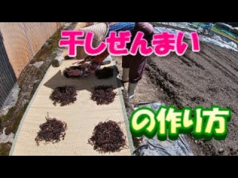 ゼンマイについて詳しく解説