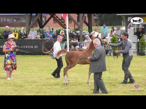 N 44 BOURHANI AZEEM   Strohen 2021 European C Show   Foals Class 12