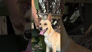 Video preview image #1 Dachshund-Unknown Mix Puppy For Sale in Pasadena, CA, USA