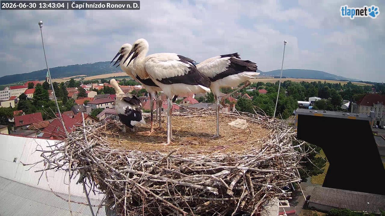 Live webcam view of Ronov Stork Nest Cam