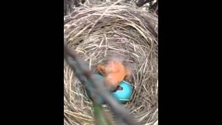preview picture of video 'Les petits oiseaux qui naissent'
