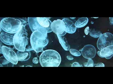 Rafaele Castiglione feat. John La Monica - Nature Of The Universe (Samuel Fach Remix)