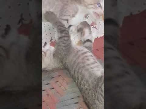 DEVIL CAT FIGHTING IN PUNJABI