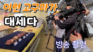 이런 고구마가 대세다 무균묘 고구마 모종  여러 방송국에서 촬영했어요