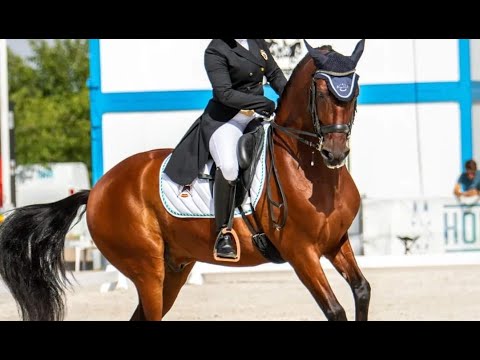Spanish horse for Sale | GP Schoolmaster Andalusian PRE Gelding 2012 (#MP490)