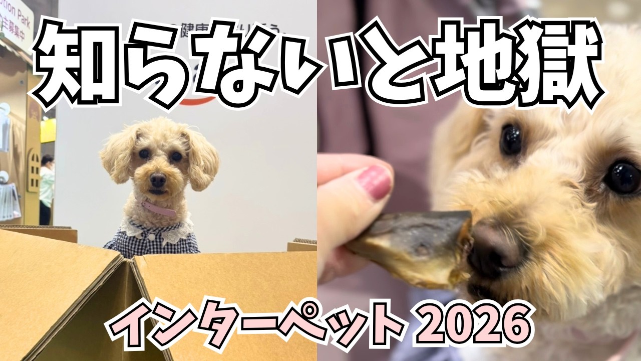 インターペット行く前に絶対見て！知らないと詰む注意点。