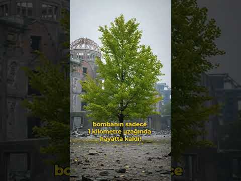 Ginkgo biloba kimler kullanmamalı?
