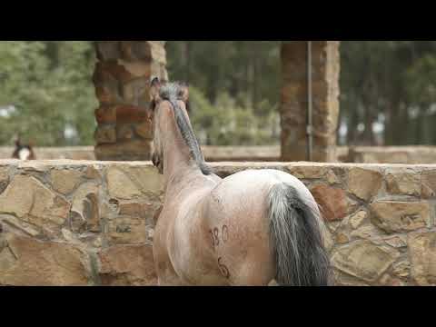 Lote 23   ORAÇÃO DA CABANHA SANTA FÉ