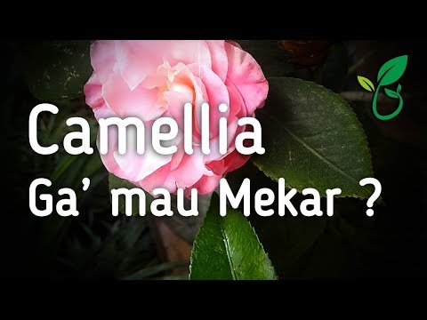 , title : 'Untuk Bunga Camellia yang Tidak Mau Mekar Tidak Pernah Jadi'