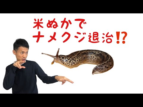 ナメクジを追い払う 自然療法 ガーデンビール