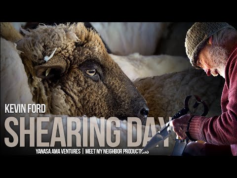 , title : 'SHEARING DAY | Blade Shearing or Hand Shearing Sheep'