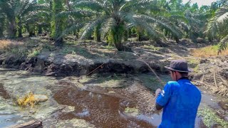 Download lagu Kemarau Panjang Adalah Petaka Bagi Ikan2 Rawa 😱 mp3