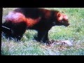 Vielfrass Wolverine vs Puma Cougar