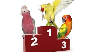 Ranking of the Best Talking Parrots