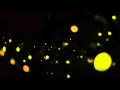 Synchronizing Fireflies