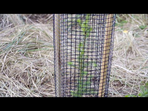 Tutorial Wuchsgitter