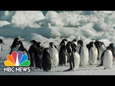 Antarctic Trip: Research Penguins, Climate Change