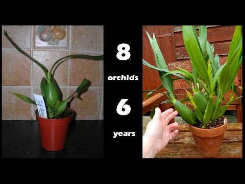 When Orchid Seedlings Grow Up - 8 plants 6 years on