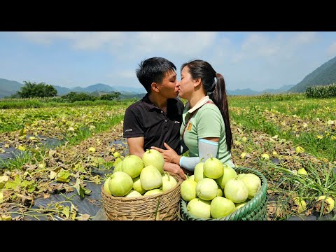 Summer is the season of delicious fruits: Explore the melon garden with Dan and Linh | Linh's Life