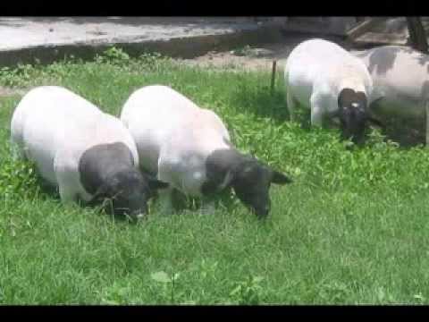 Borregos, Granja de Ovinos "Santa Fe" Dorper www.borregosdorper.com