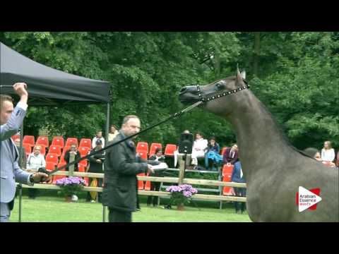 Bruges National  Junior Colts Ch.