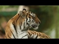 Al Jazeera Svijet 17 05 2020 Nedjelja 21 30