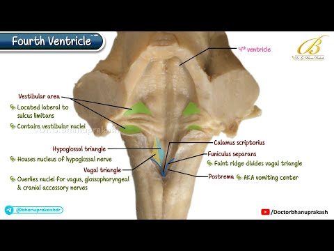 Gross Anatomy of Fourth Ventricle | Cadaveric Neuroanatomy for USMLE Step 1